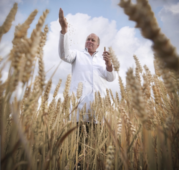Scientist in field of wheat Getty Monty Rakusen