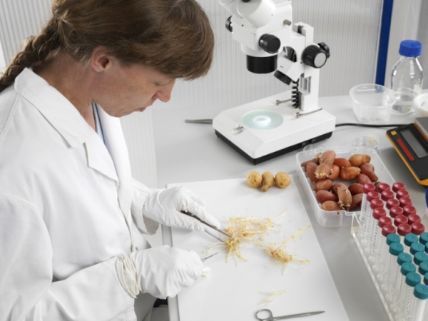 Preparing potato sprouts in a laboratory Getty AndreasReh