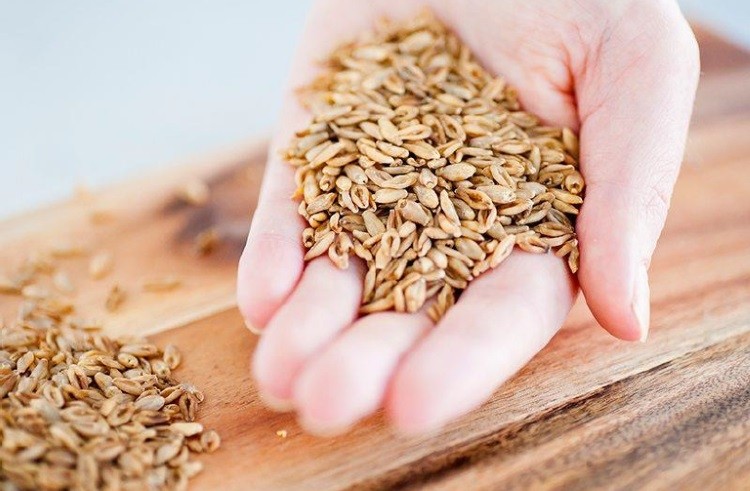 Nutritionally superior non-GMO barley rolled out on European market