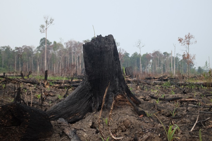 deforestation up 20% in past year, environmental watchdog