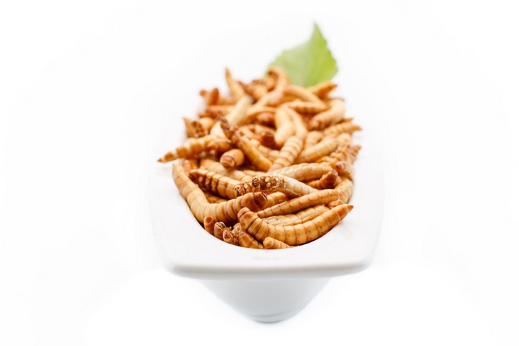 Munching on Mealworms: The Next Meat-Alternative Snack?